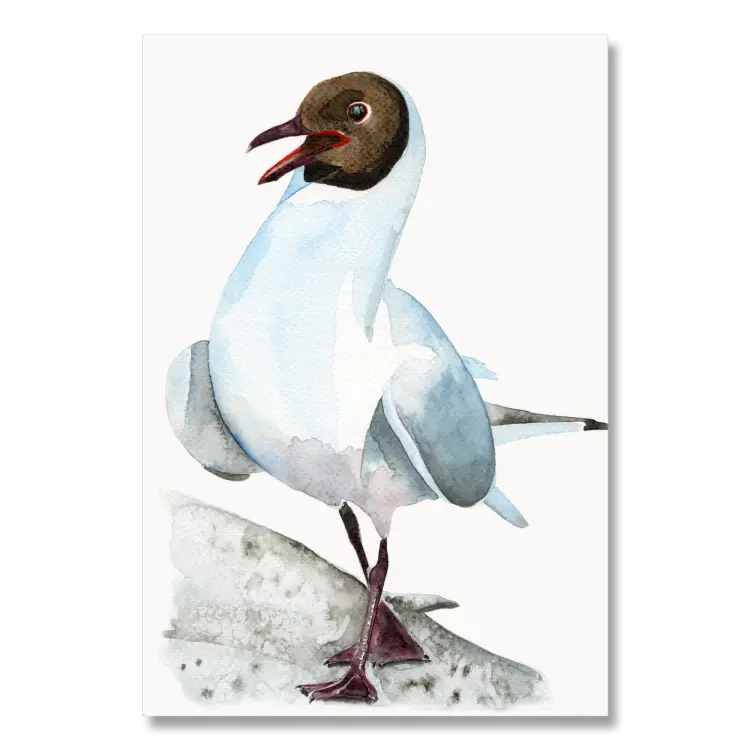 Black Headed Gull
