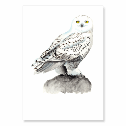 Snowy Owl: A4