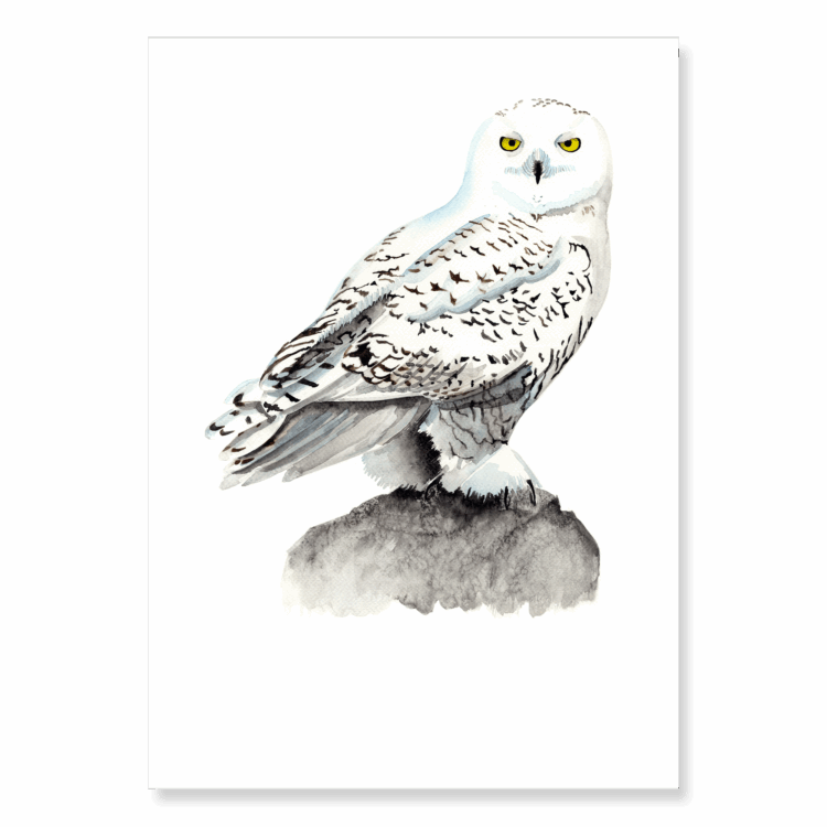 Snowy Owl: 306x406mm