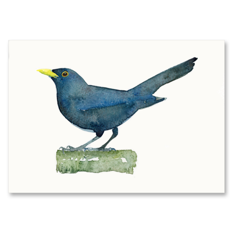 Blackbird A5: 5