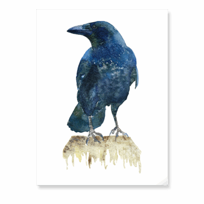 Carrion Crow