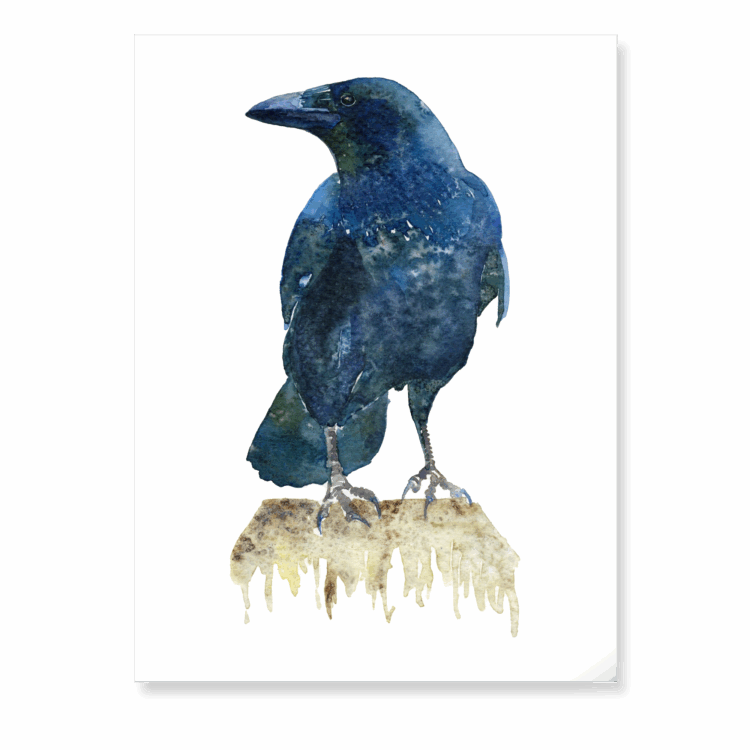 Carrion Crow