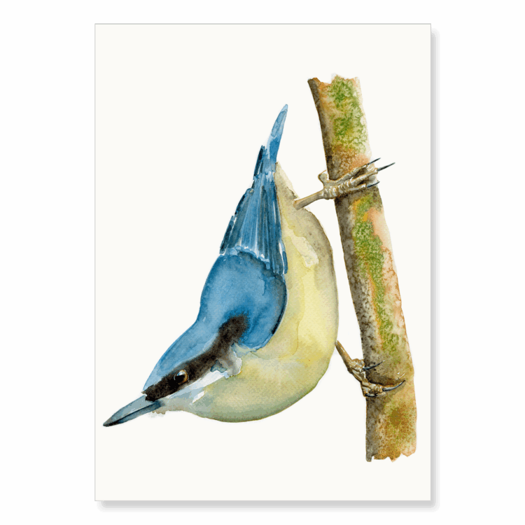Nuthatch: A4