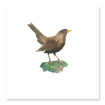Greetings Card: Female Blackbird