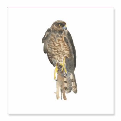 Greetings Card: Female Sparrowhawk