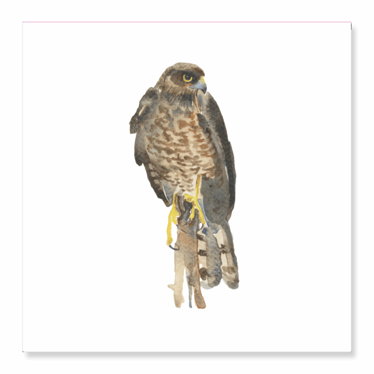 Greetings Card: Female Sparrowhawk
