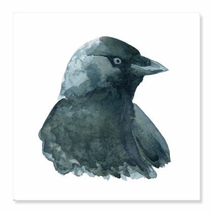 Greetings Card: Jackdaw