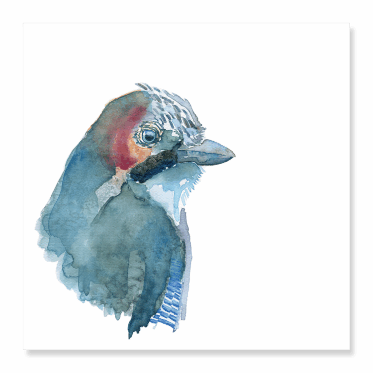 Greetings Card: Jay
