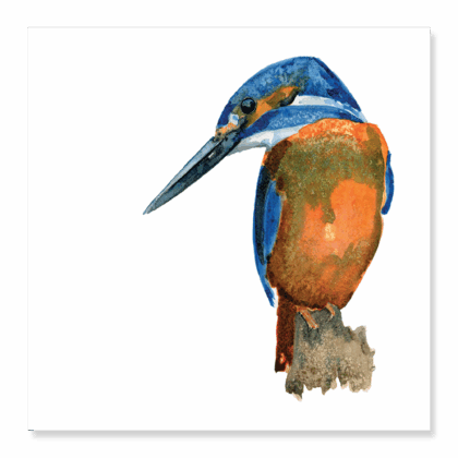 Greetings Card: Kingfisher