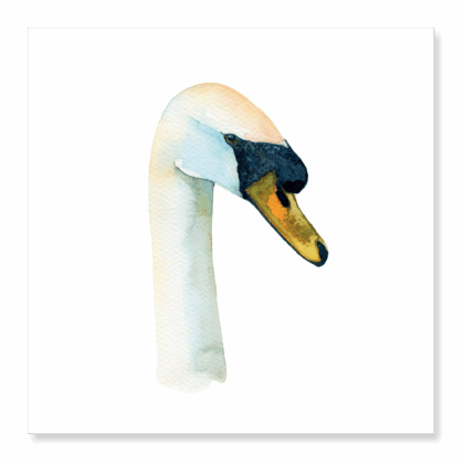 Greetings Card: Mute Swan
