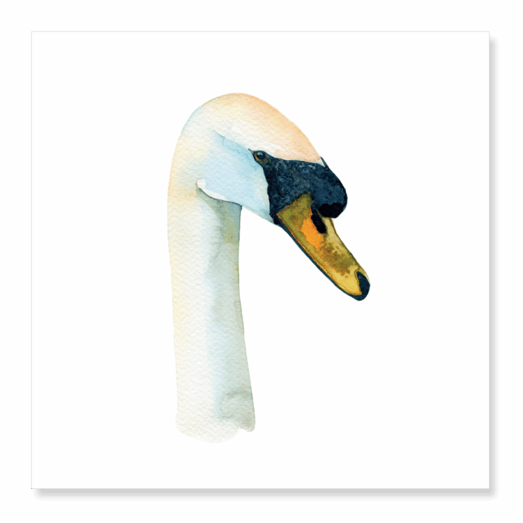 Greetings Card: Mute Swan