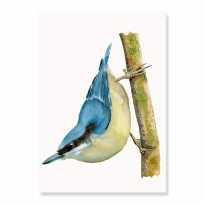Nuthatch