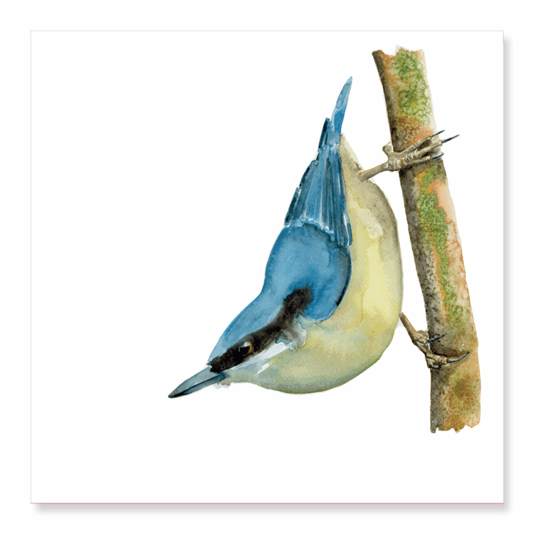 Greetings Card: Nuthatch