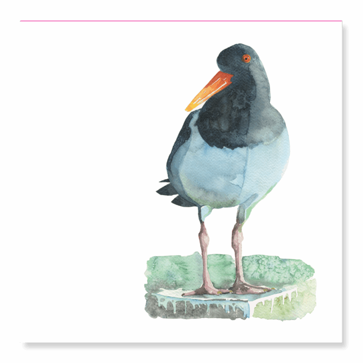 Greetings Card: Oystercatcher