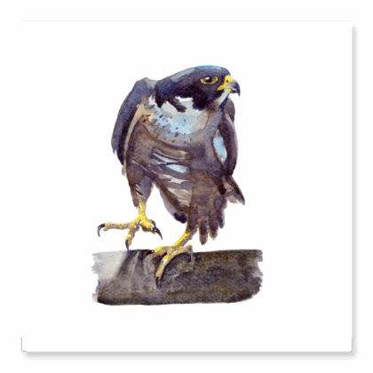 Greetings Card: Peregrine