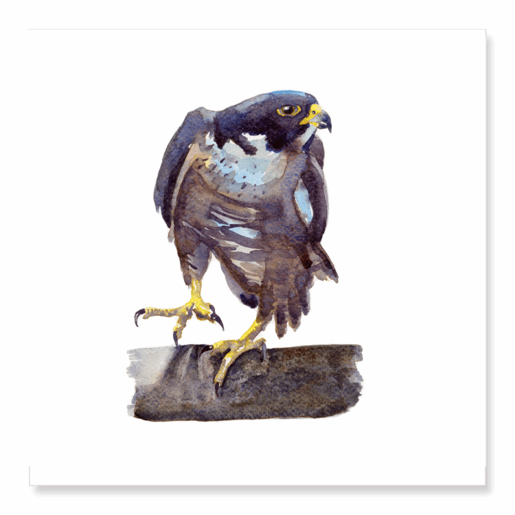 Greetings Card: Peregrine