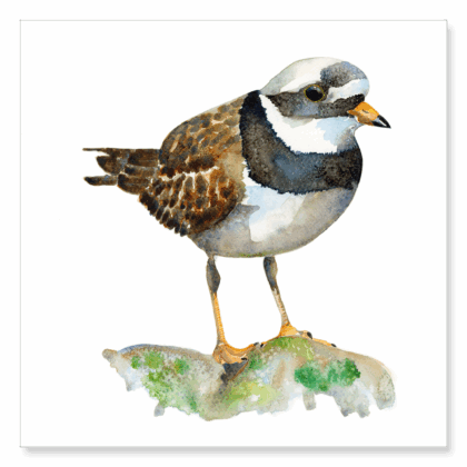 Ringed Plover