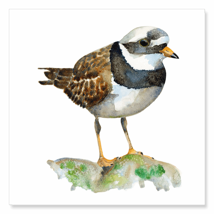 Ringed Plover