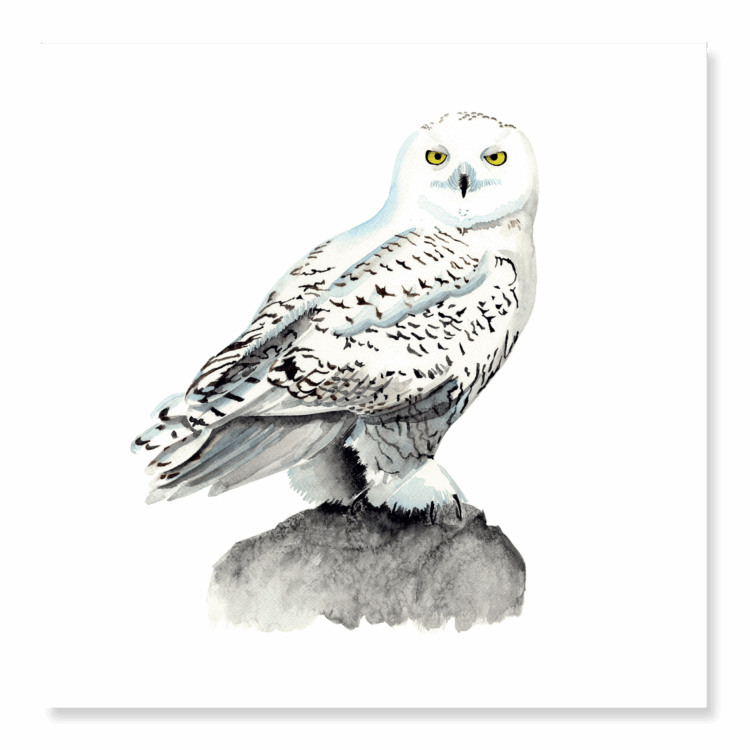 Greetings Card: Snowy Owl