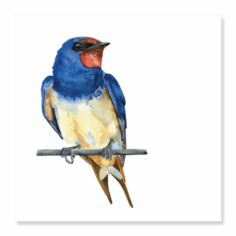 Greetings Card: Swallow