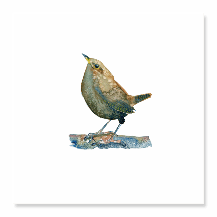 Greetings Card: Wren 1