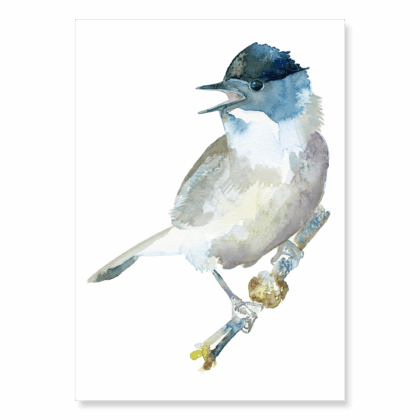 Blackcap: A4