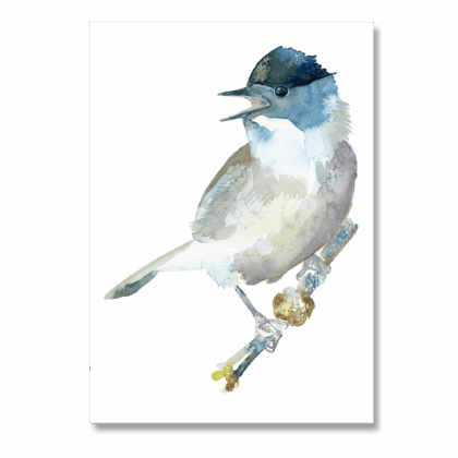 Blackcap: A4