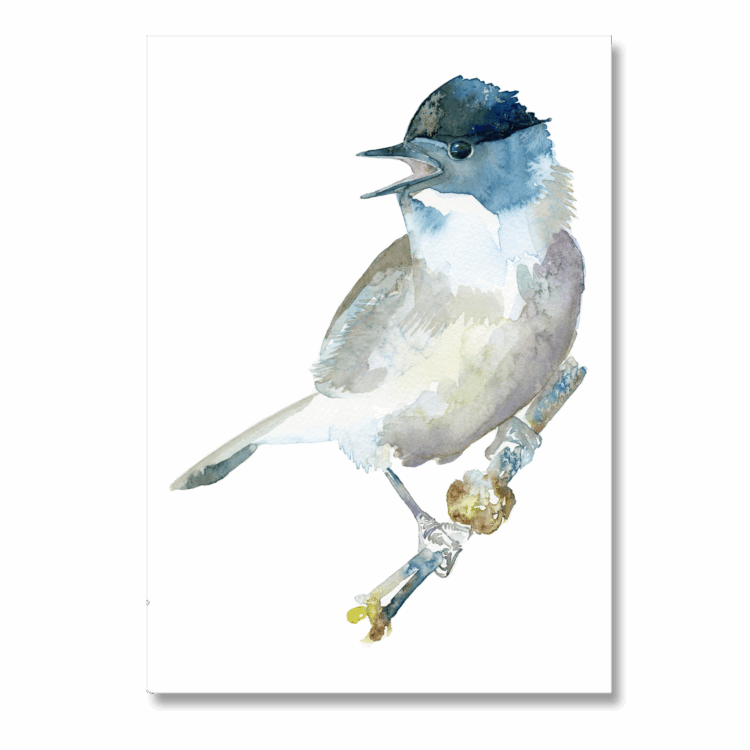 Blackcap: A4