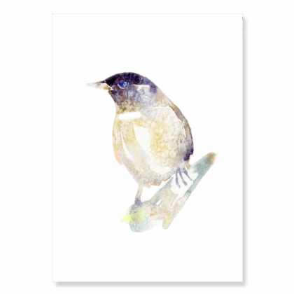 Blackcap
