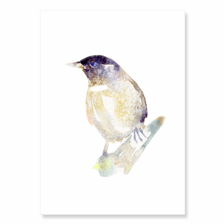 Blackcap