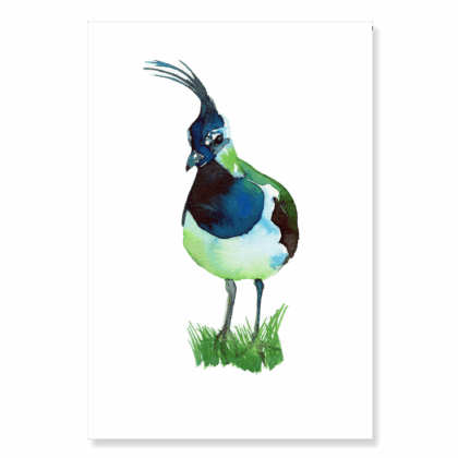 Lapwing: A5