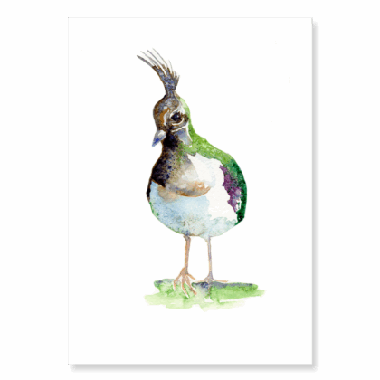 Lapwing: A5