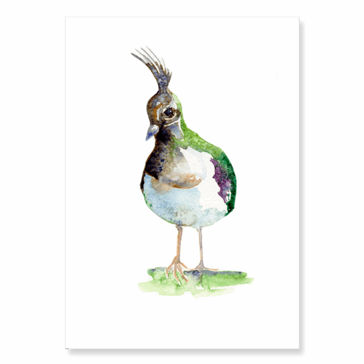 Lapwing: A5
