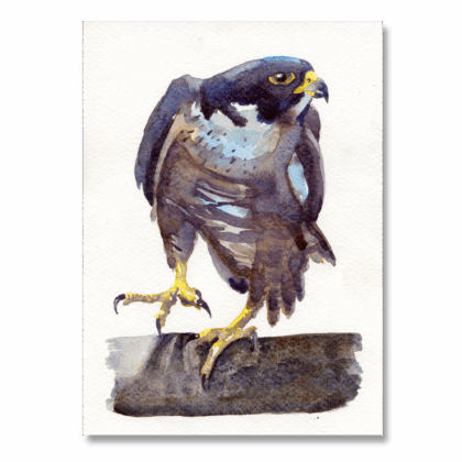 Peregrine 2: A5