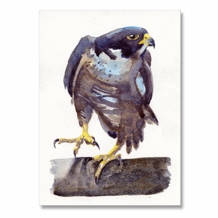 Peregrine 2: A5