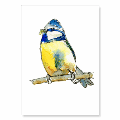 Continuous Line Blue Tit 1: A6