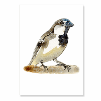 Continuous Line House Sparrow 2: A6