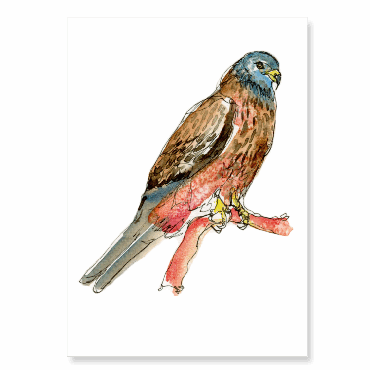 Continuous Line Red Kite: A6