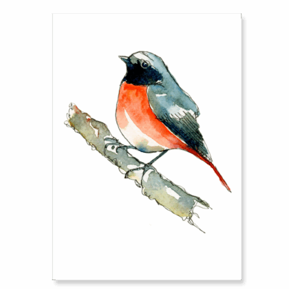 Continuous Line Redstart: A6