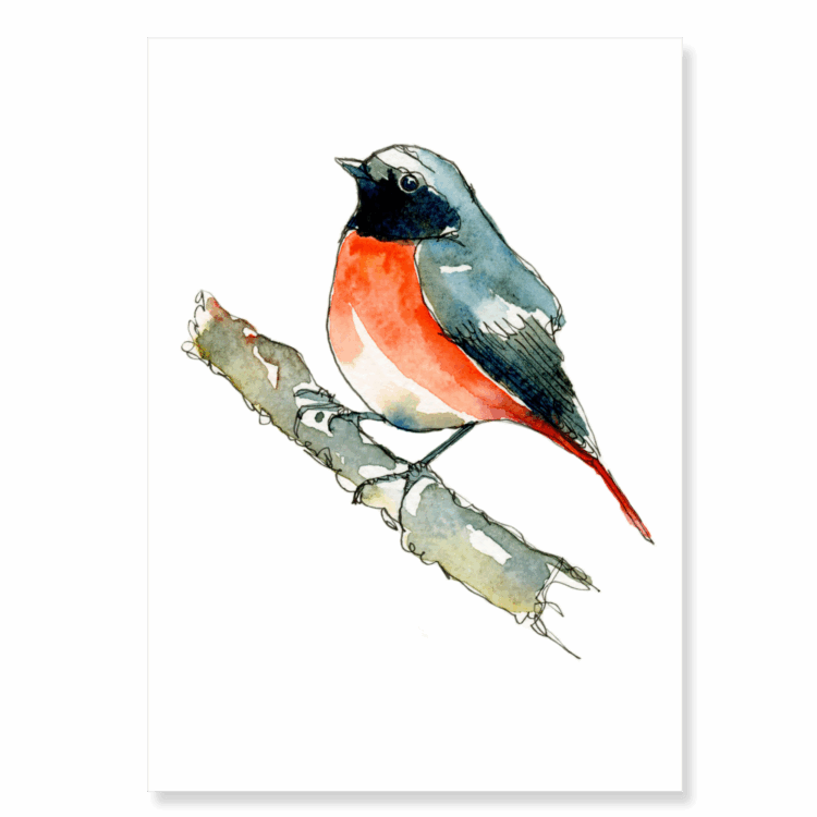 Continuous Line Redstart: A6