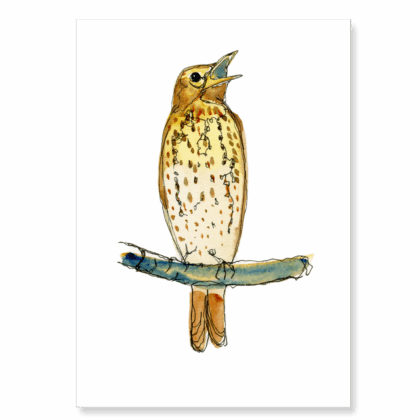 Continuous Line Song Thrush: A6