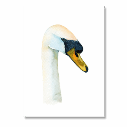 Mute Swan: A5 | A4