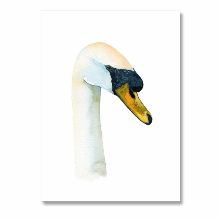 Mute Swan: A5 | A4