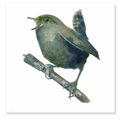 Wren 4 : 147x147mm