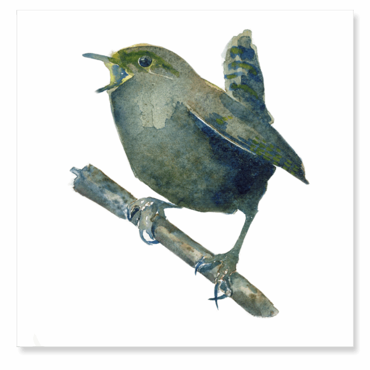 Wren 4 : 147x147mm