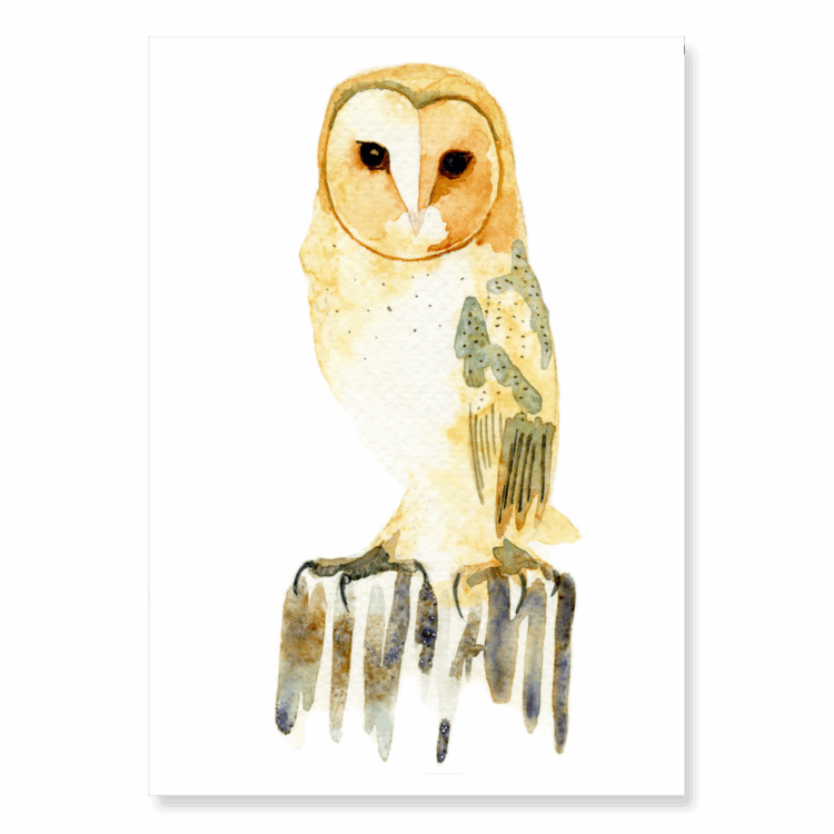 Barn Owl 2: A6