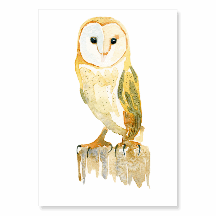 Barn Owl 1: A6