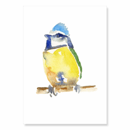 Blue Tit: A6