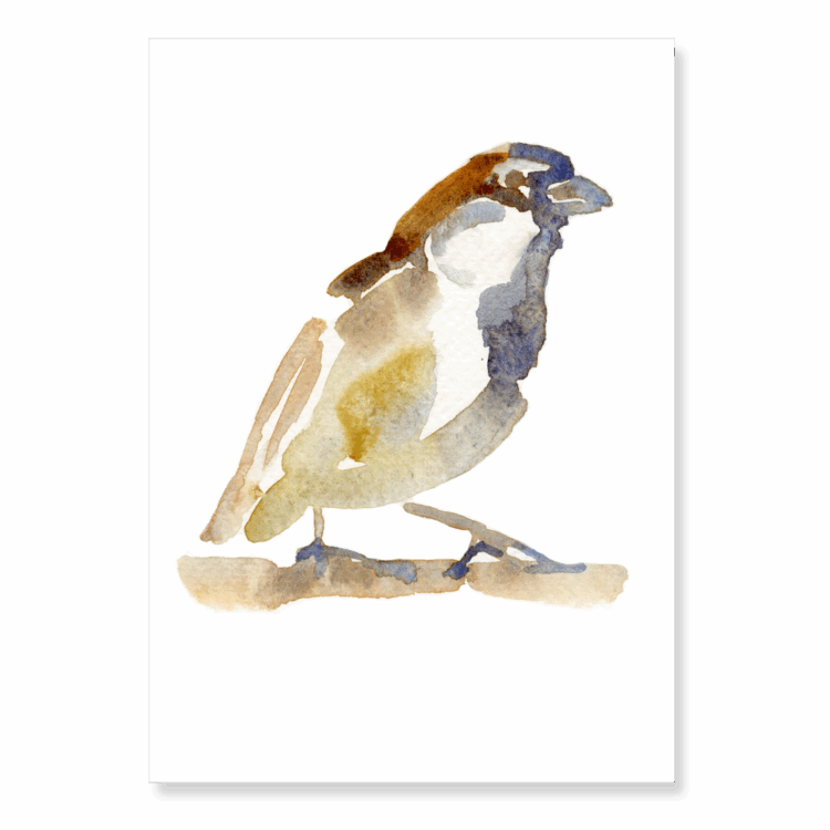 House Sparrow: A6