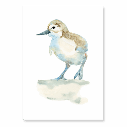 Juvenile Avocet: A6